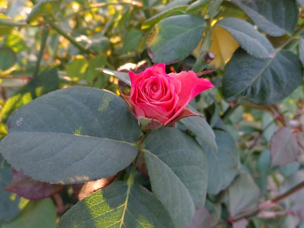 Foto schöne rote blume im garten