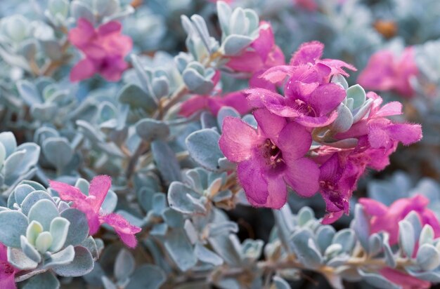 Schöne rote Blumen hautnah