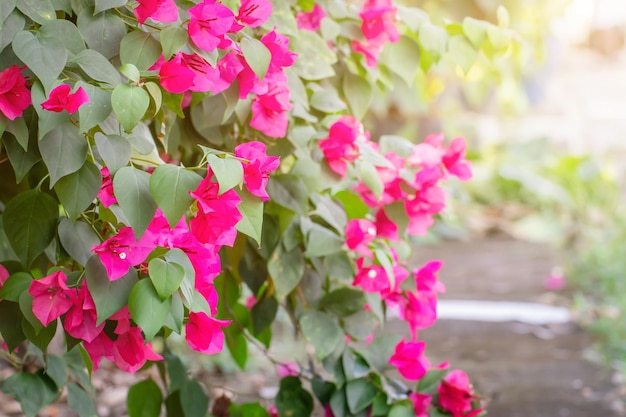 Foto schöne rote blumen im garten