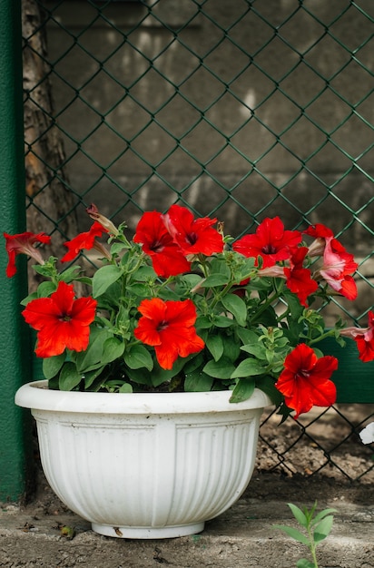 Schöne rote Blumen im Topf