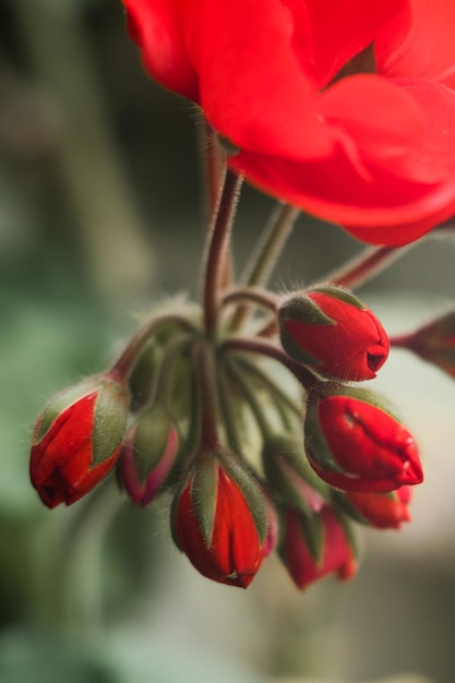 Schöne rote Blumen mit Knospen im Frühjahr