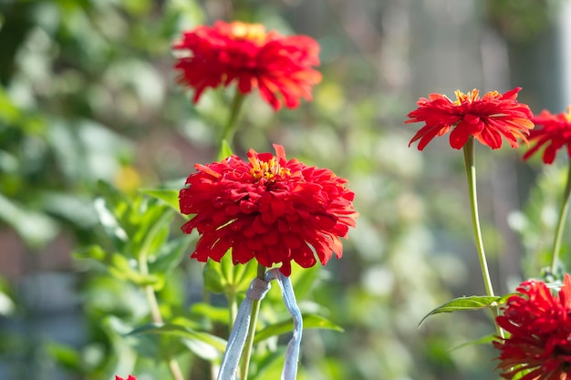 Schöne rote Blumen Ringelblumen-Aster-Familie vor dem Hintergrund grüner Blätter im Sommer in der Nähe