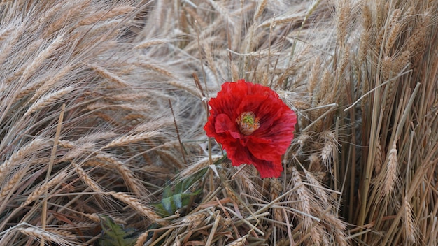 schöne rote Blumen