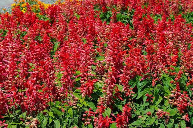 Schöne rote Blumen