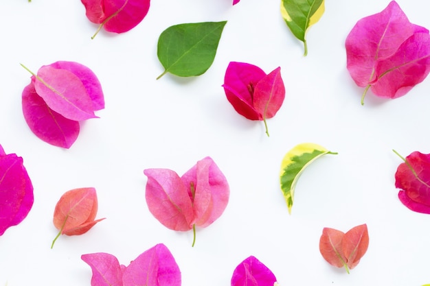 Foto schöne rote bouganvillablume auf weißem hintergrund. ansicht von oben