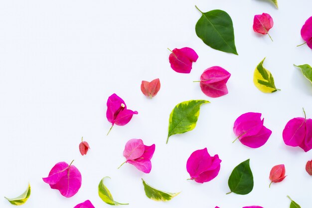 Schöne rote Bouganvillablume auf weißem Hintergrund. Ansicht von oben