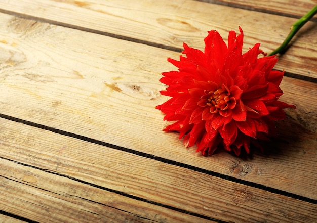 Schöne rote Dahlienblume auf Holzhintergrund