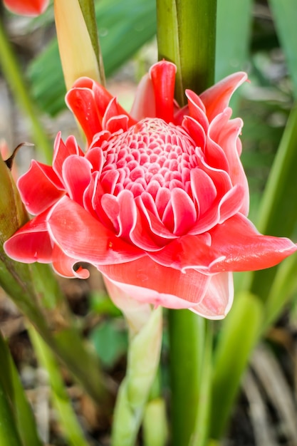 Schöne rote Etlingera elatior Blume
