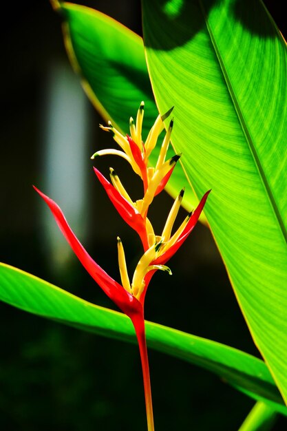 Foto schöne rote, gelbe und orangefarbene heliconia heliconia spp tropische lebendige blüte und blatt im garten heliconia oder paradiesvogelblume