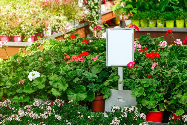 Schöne rote Geranien blühen im Frühling im Garten mit einem leeren Schild für Mock-upock