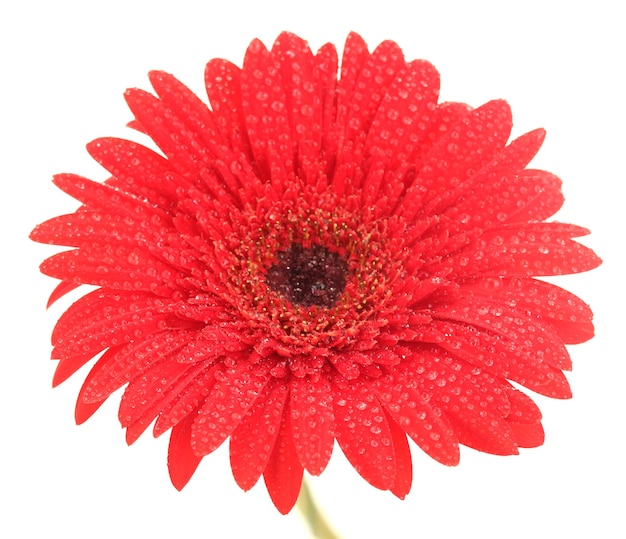 Schöne rote Gerbera auf weißem Hintergrund