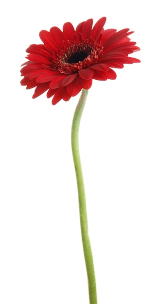 Foto schöne rote gerbera-blume auf weißem hintergrund