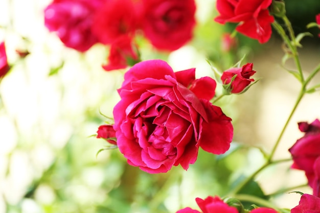 Schöne rote Hausrosen im Garten