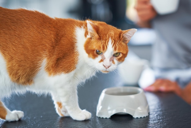 Schöne rote Katze auf dem Küchentisch