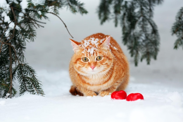 Schöne rote Katze unter Tannenbaum auf weißem Schneehintergrund