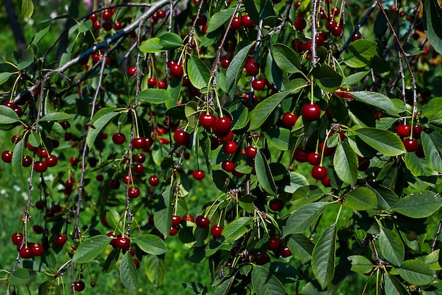 Schöne rote Kirschen an den Zweigen