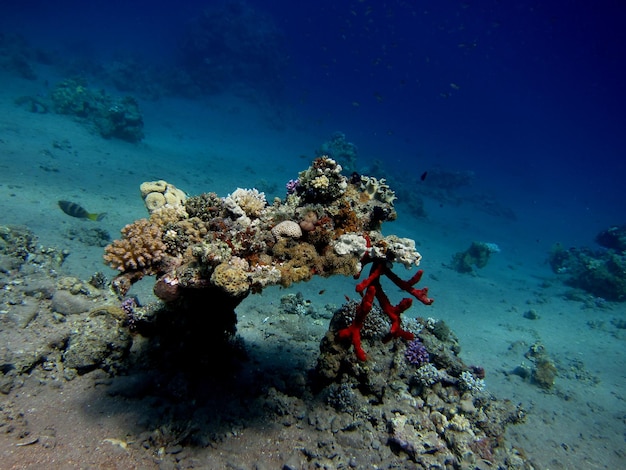 Schoene rote koralle im roten meer