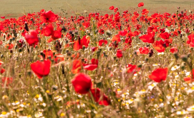 Schöne rote Landschaft mit hellen Mohnblumen im Frühjahr Bulgarien im Mai