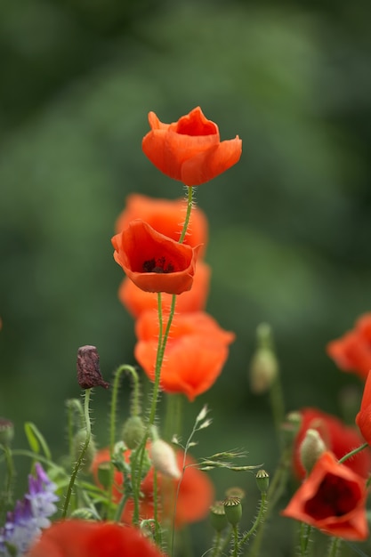 Schöne rote Mohnblumen auf einem Sommerfeld. Opiumblumen, wildes Feld. Sommerblumenhintergrund.