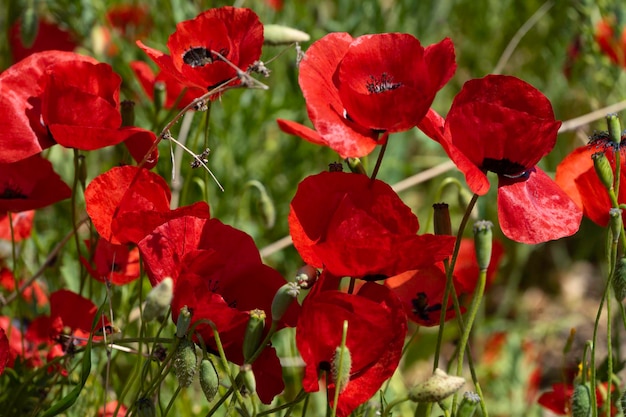 Schöne rote Mohnblumen, die auf dem Naturgebiet blühen