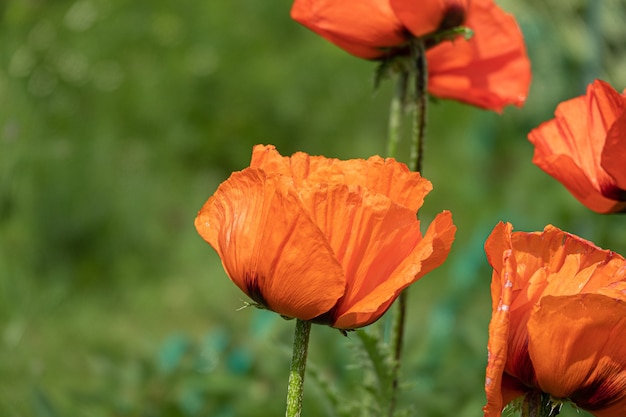 schöne rote Mohnblumen im Abendlicht im Garten