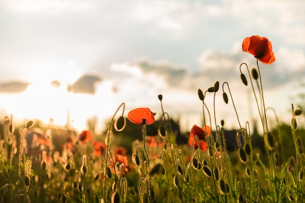 Schöne rote Mohnblumen in Unschärfe auf einem schönen grünen Sommerfeld.