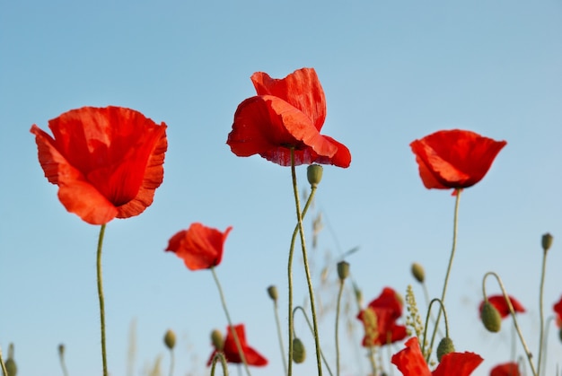 Schöne rote Mohnblumen mit blauem Himmel