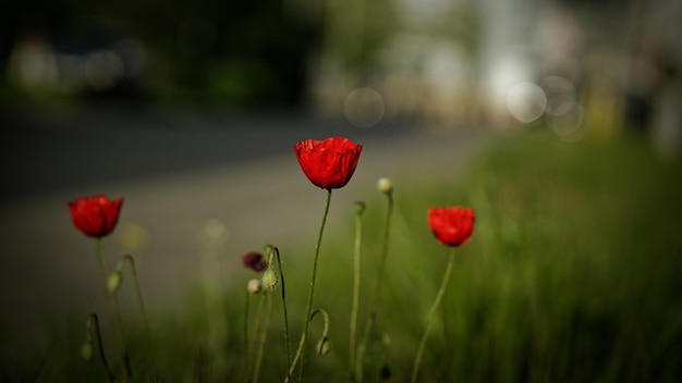 Schöne rote Mohnblumen