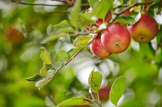 Schöne rote Äpfel, die bereit sind, von einem Baum geerntet zu werden, um an Geschäfte verkauft zu werden