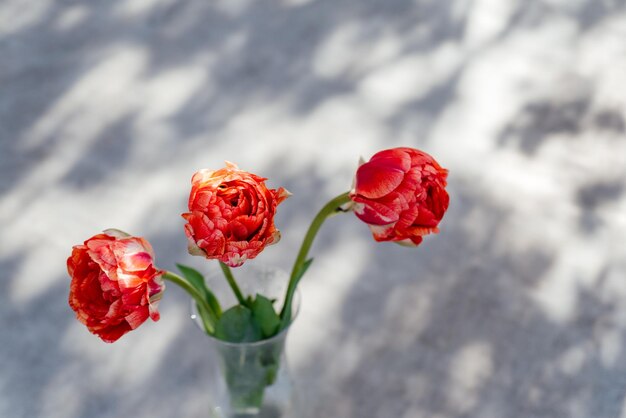 Schöne rote Pfingstulpen in der Vase