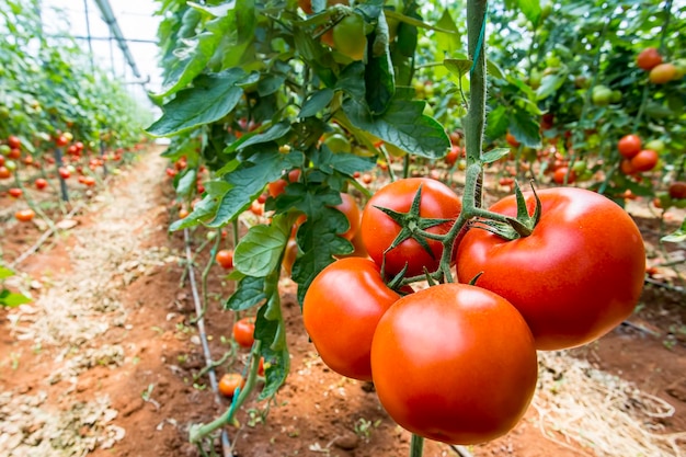 Schöne rote reife Tomaten, die in einem Gewächshaus angebaut werden