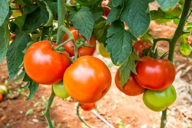 Schöne rote reife Tomaten, die in einem Gewächshaus gewachsen sind.