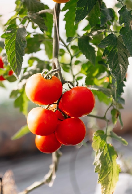 Schöne rote reife unreife Cluster-Heirloom-Tomaten, die in einem Gewächshaus xA angebaut werden