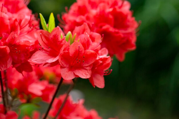 Schöne rote Rhododendron-Blume im Garten mit magischem Bokeh Rote Rhododendron-Blume auf magischem Bokeh-Hintergrund