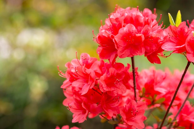 Schöne rote Rhododendron-Blume im Garten mit magischem Bokeh Rote Rhododendron-Blume auf magischem Bokeh-Hintergrund