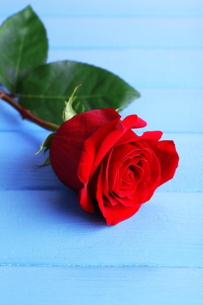 Schöne rote Rose auf farbigem Holzbohlenhintergrund