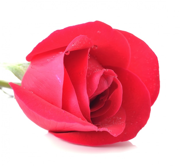Schöne rote Rose getrennt auf weißem Hintergrund