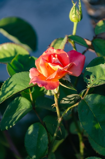 Schöne rote Rose im Garten an einem sonnigen Sommertag. Sommerblumen anbauen.