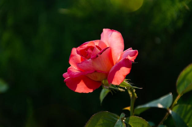 Schöne rote Rose im Garten an einem sonnigen Sommertag. Sommerblumen anbauen.