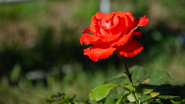 Schöne rote Rose im Garten an einem sonnigen Sommertag. Sommerblumen anbauen.