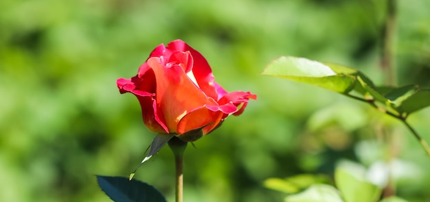 Schöne rote Rose im Garten an einem sonnigen Tag ideal für Hintergrundgrußkarten