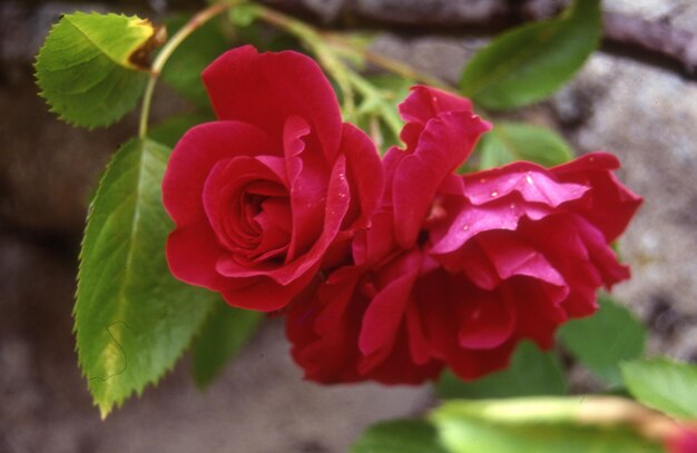 Schöne rote Rose im Garten