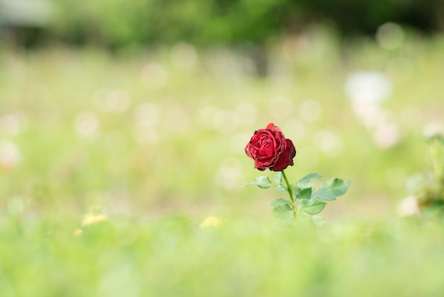 schöne rote Rose im Grün