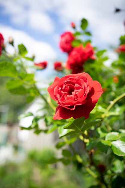 schöne rote Rose im Sommergarten