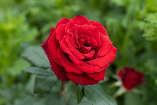 Schöne rote Rose in einem Garten