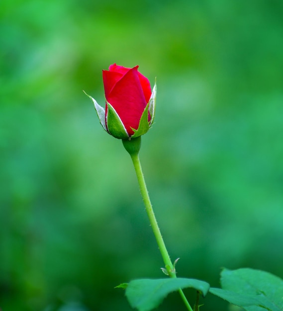 Schöne rote Rose in einem Garten