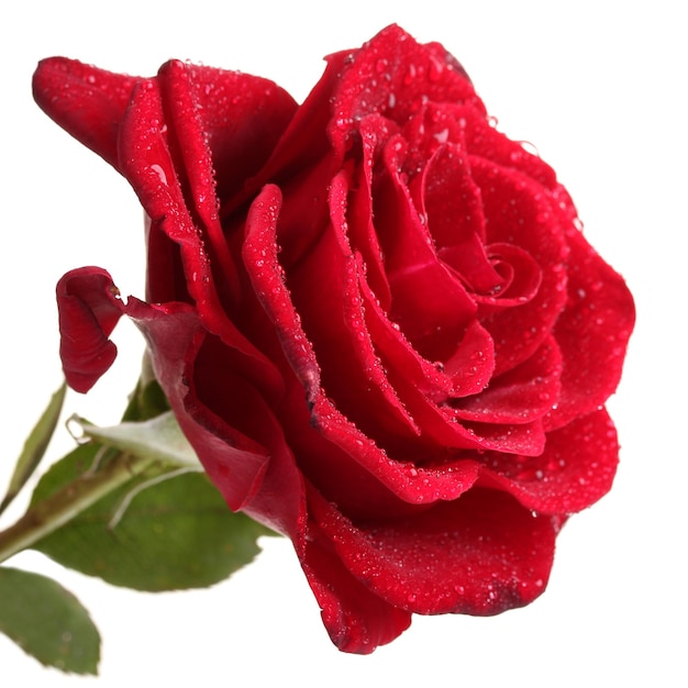 Schöne rote Rose isoliert auf weiß