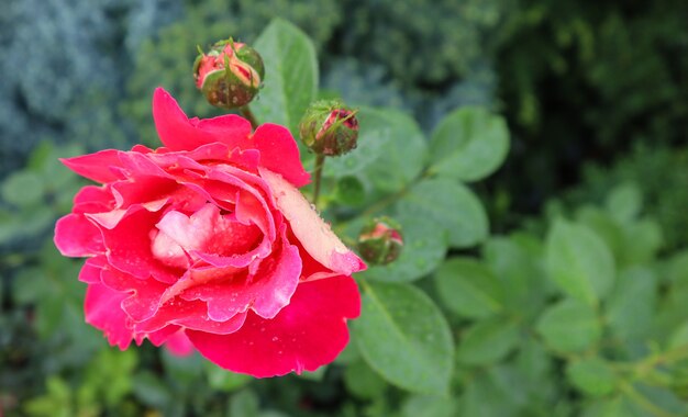 Schöne rote Rose mit Tautropfen im Garten perfekter Hintergrund von Grußkarten