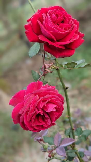 schöne rote Rose