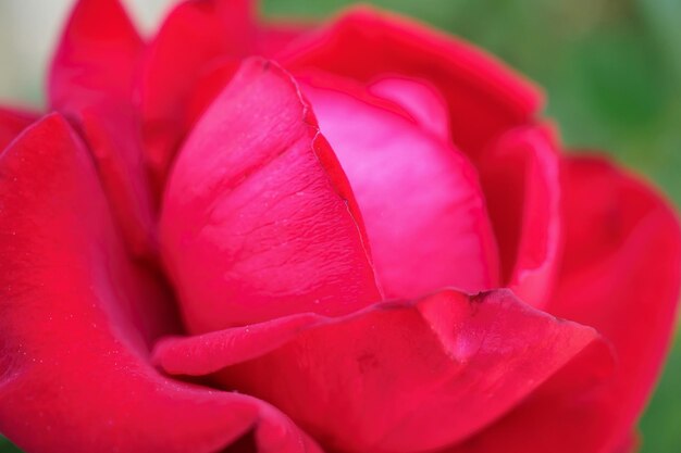 Schöne rote Rosen blühen im Garten